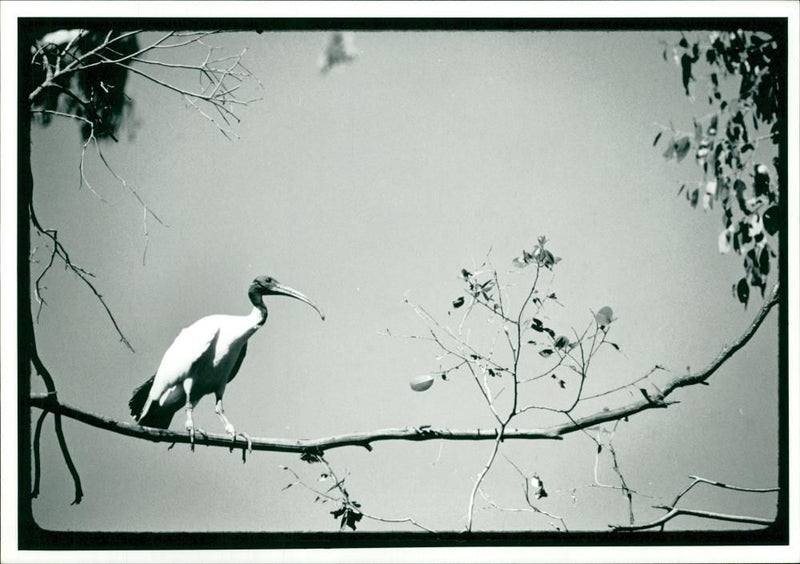 Ibis Bird - Vintage Photograph