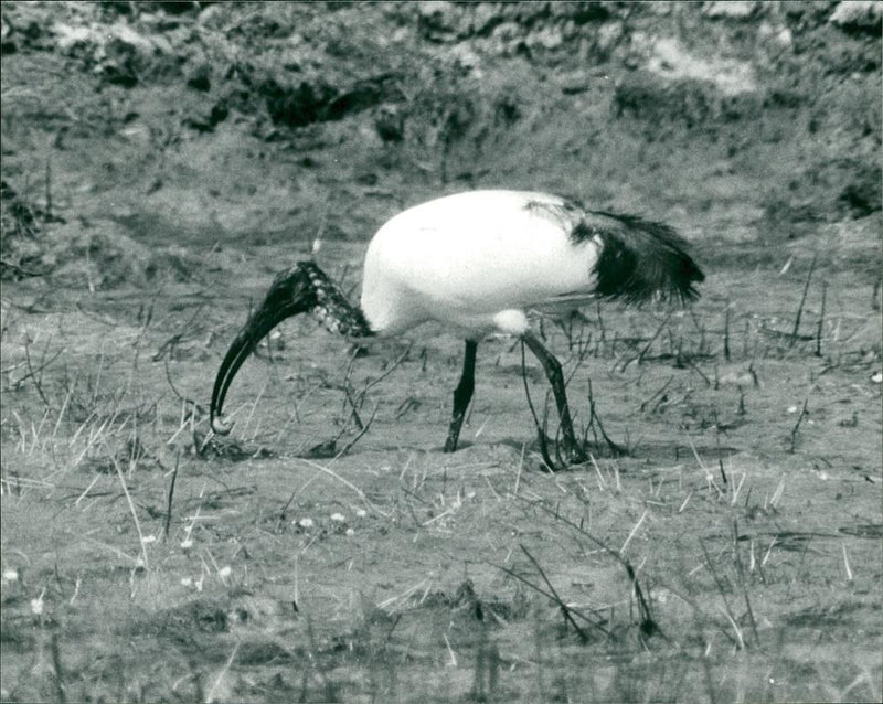 Ibis Bird - Vintage Photograph