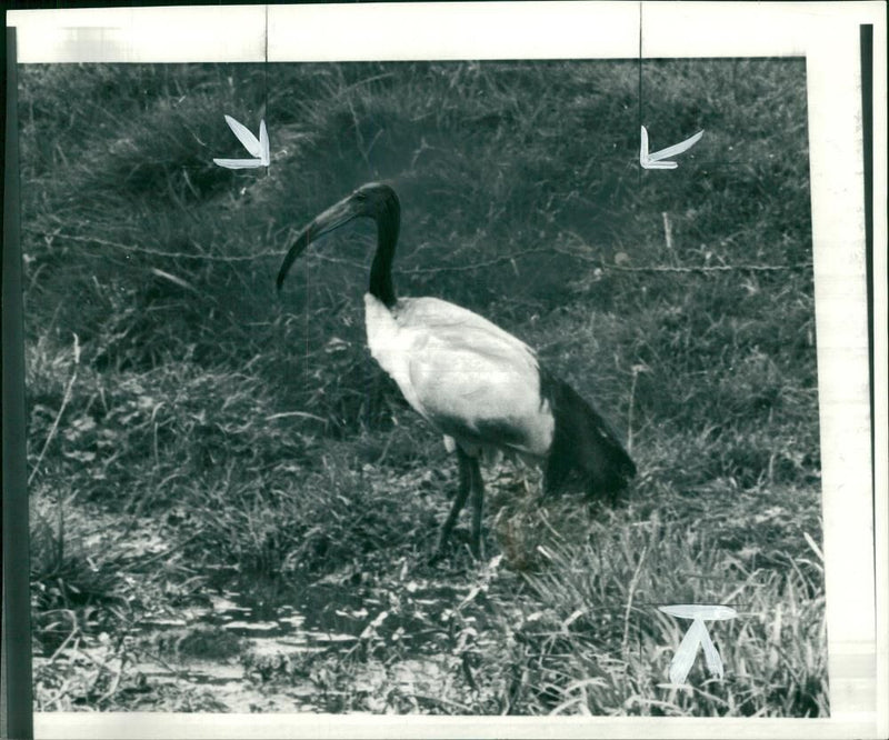 Ibis Bird - Vintage Photograph