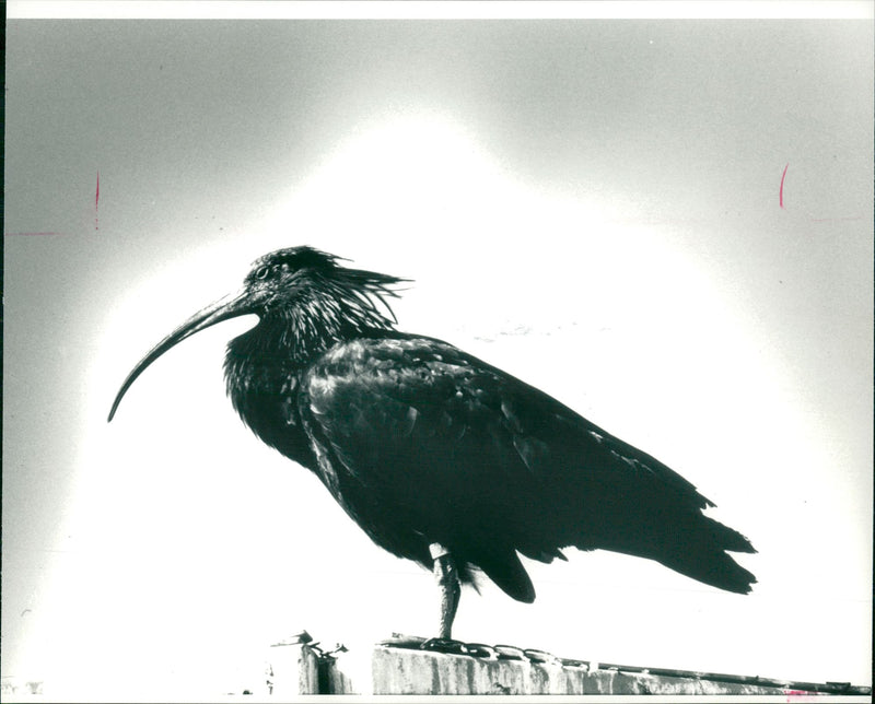 Ibis Bird - Vintage Photograph