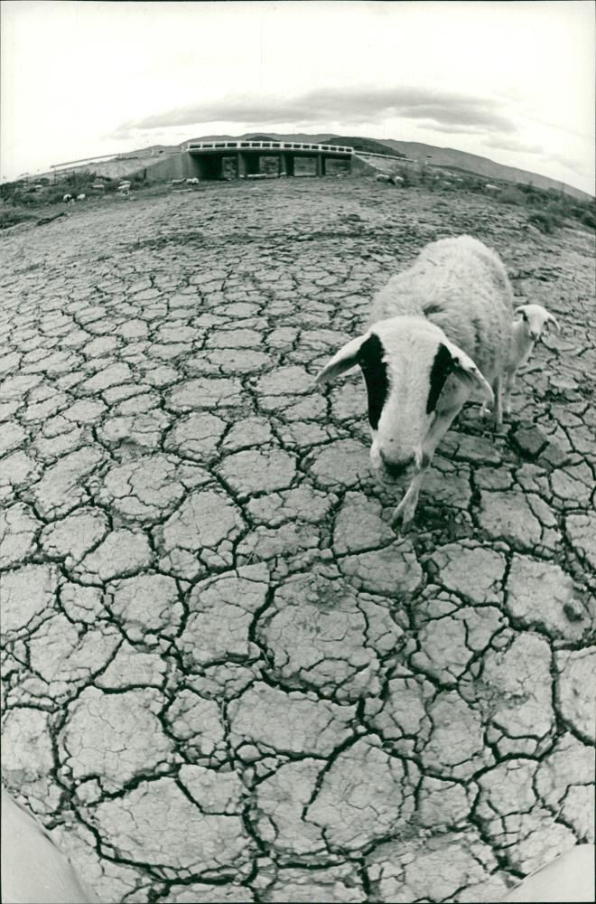 South Africa drought - Vintage Photograph