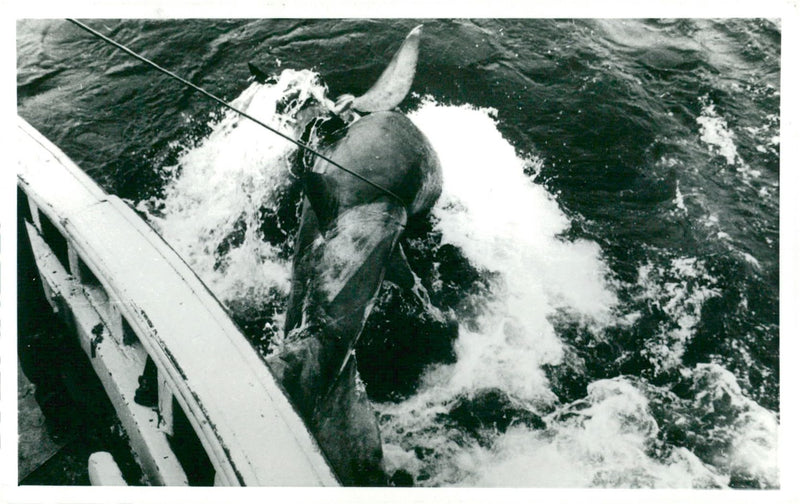 Shark Fish. - Vintage Photograph