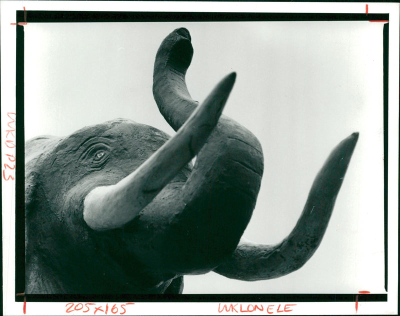 St Katharine Docks,Elephant sculpture. - Vintage Photograph