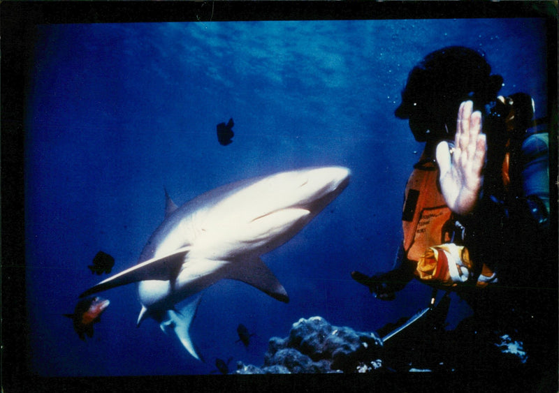 Shark menacing scuba diver. - Vintage Photograph