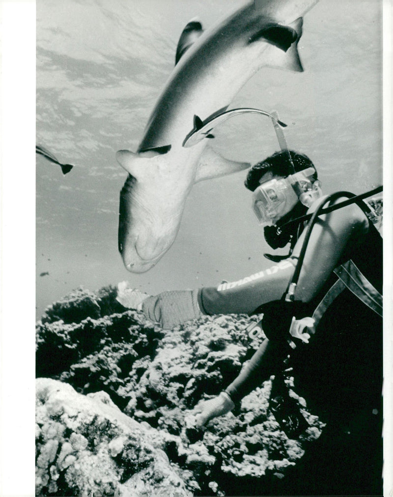 The silent menace of shark. - Vintage Photograph