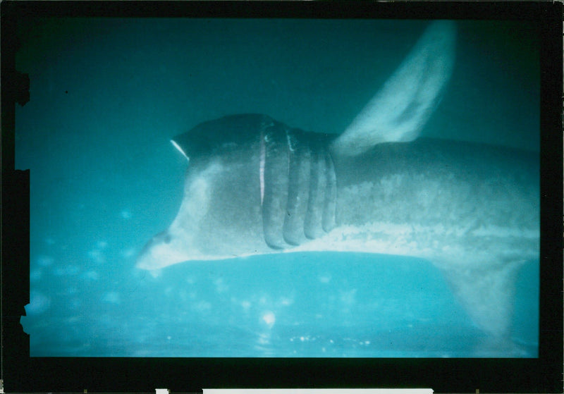 Basking shark showing pink rakers erected in gill. - Vintage Photograph