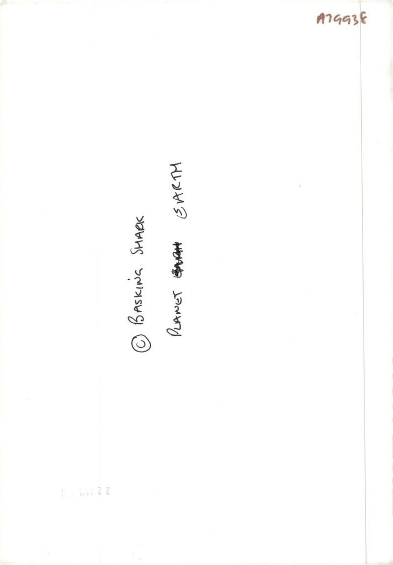 Panet eart basket Shark Fish. - Vintage Photograph