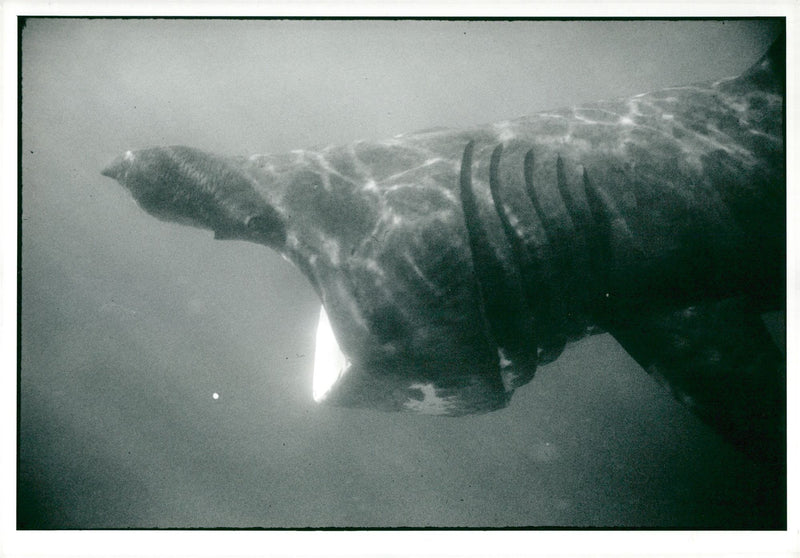 Panet eart basket Shark Fish. - Vintage Photograph