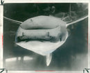 Tiger Shark Fish. - Vintage Photograph