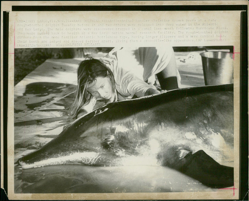 Animal: Dolphin - Vintage Photograph