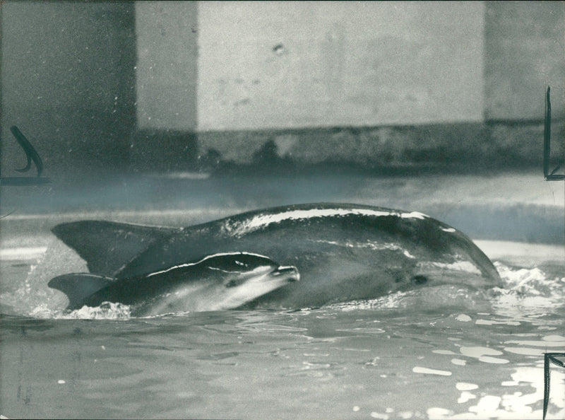 Animal:17-day-old Dolphin. - Vintage Photograph