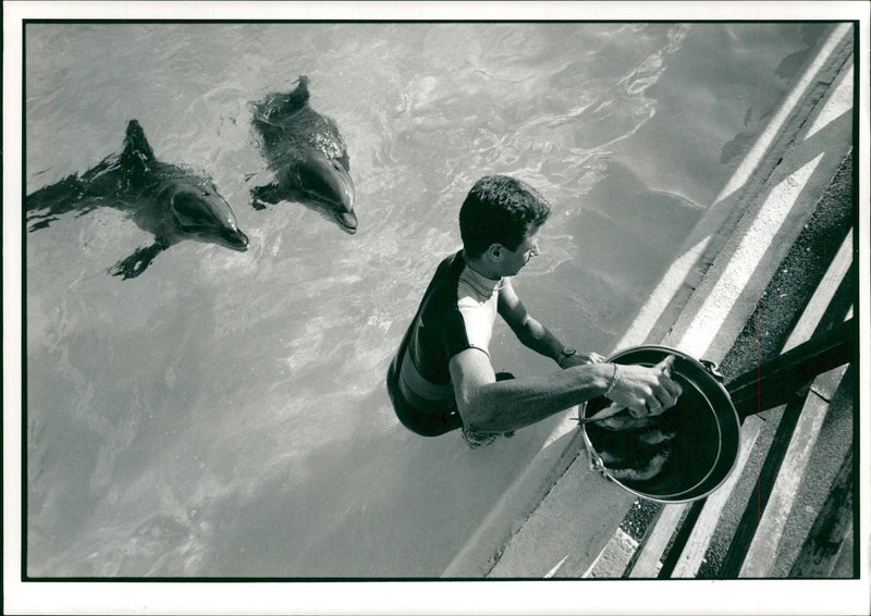 Animal: Dolphin - Vintage Photograph