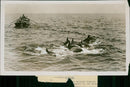 Dolphin fishing. - Vintage Photograph