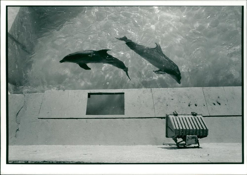 Animal: Dolphins Limo and Nemo. - Vintage Photograph