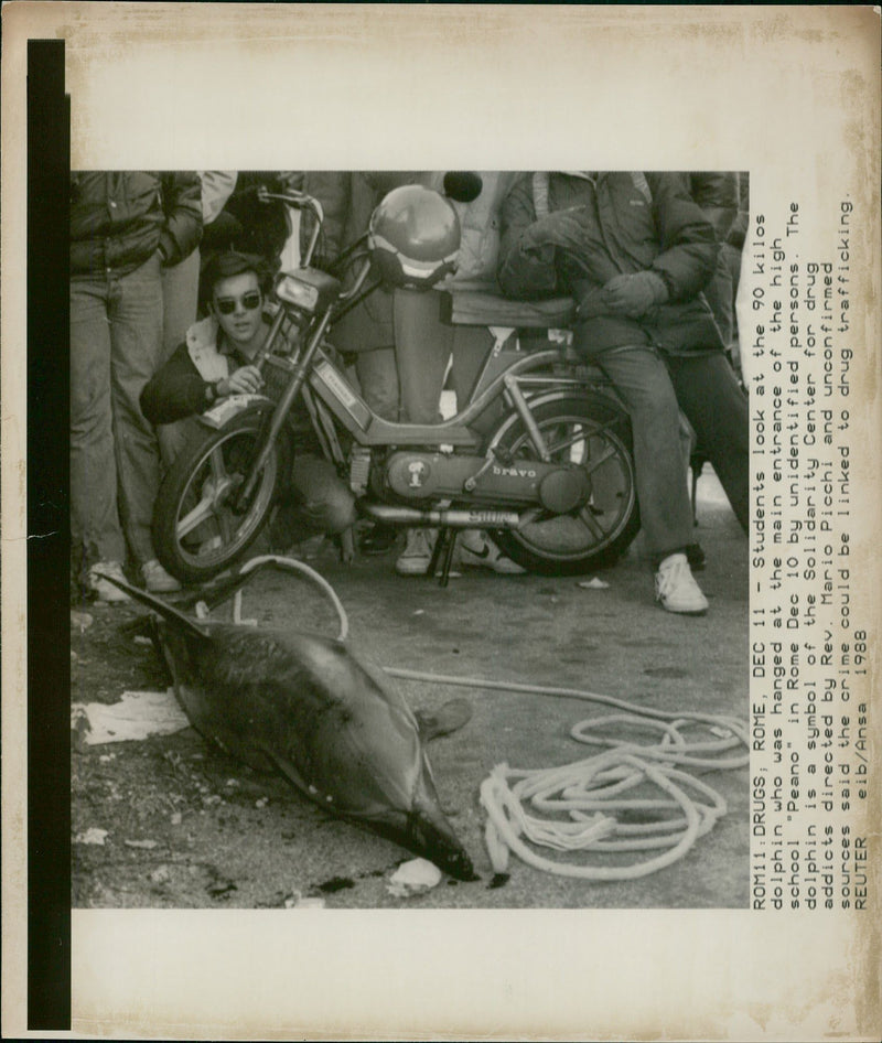 Animal: Dolphin - Vintage Photograph