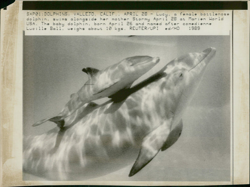 Animal: Dolphin - Vintage Photograph