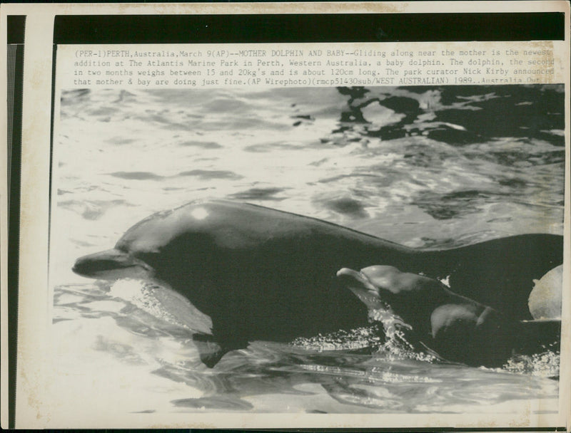 Animal: Dolphin - Vintage Photograph