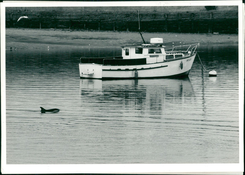 Animal: Dolphins - Vintage Photograph