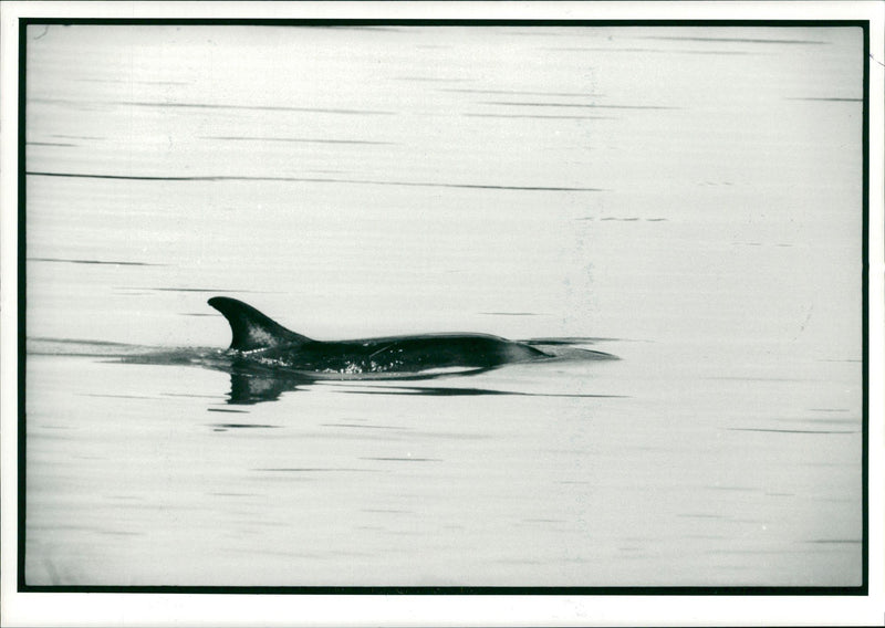 Animal: Medway Dolphin - Vintage Photograph