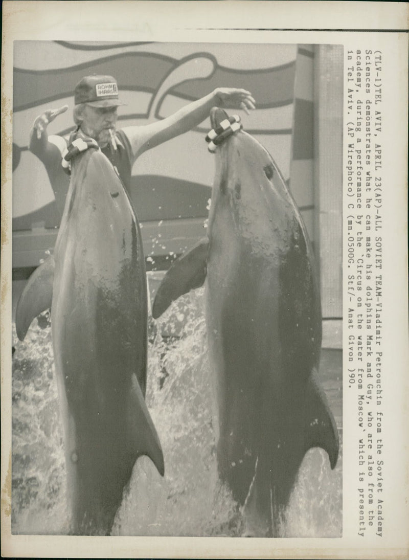 Animal: Dolphin - Vintage Photograph