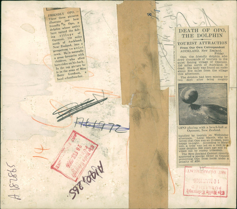 Animal: Dolphin - Vintage Photograph
