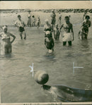 Animal: Dolphin - Vintage Photograph