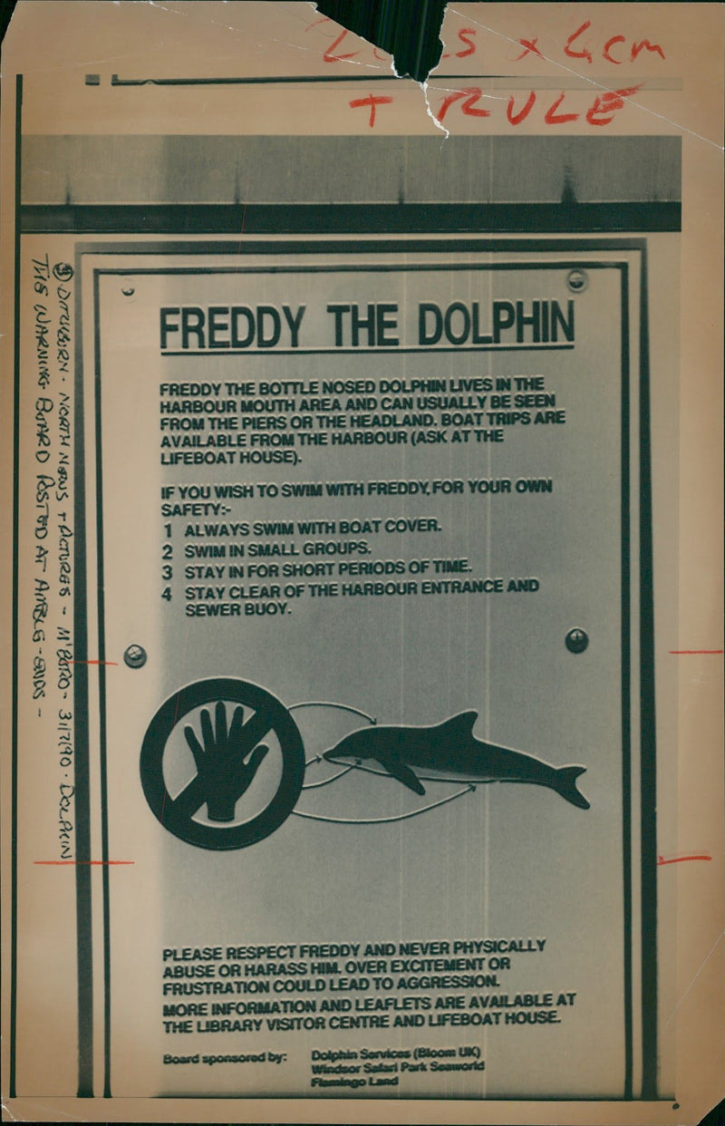 Animal: Dolphin "Freddy". - Vintage Photograph