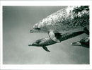 Animal: Dolphin Dilemna - Vintage Photograph