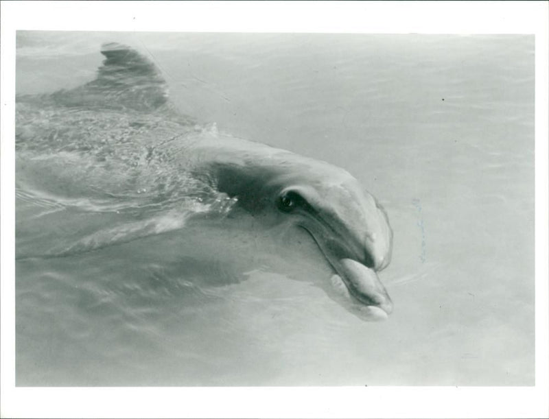 Animal: Dolphin Dilema. - Vintage Photograph