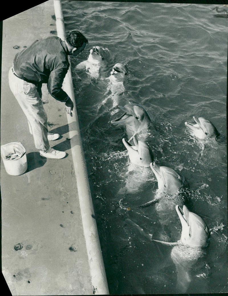 Choir practice is part of the daily routine for seven dolphin. - Vintage Photograph