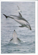 Dolphin Animal. - Vintage Photograph