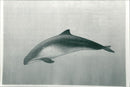 Dolphin Animal. - Vintage Photograph