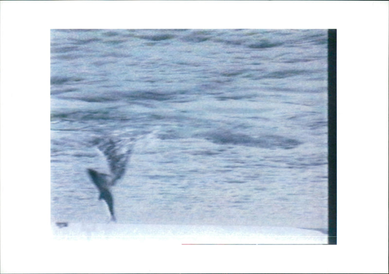 Dolphin Animal. - Vintage Photograph