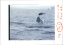 Dolphin Animal. - Vintage Photograph
