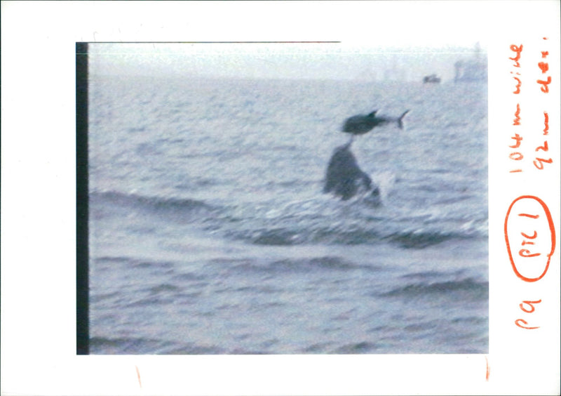 Dolphin Animal. - Vintage Photograph