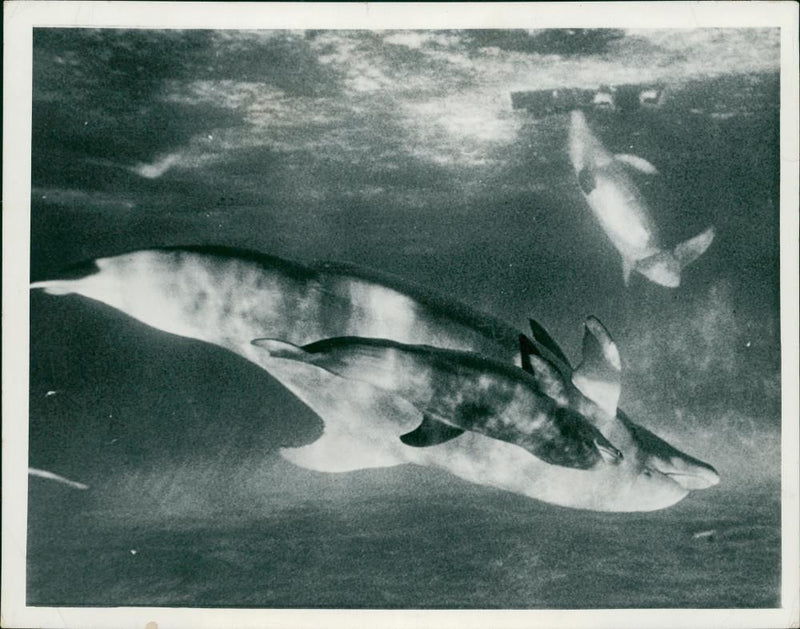 Dolphin Animal. - Vintage Photograph