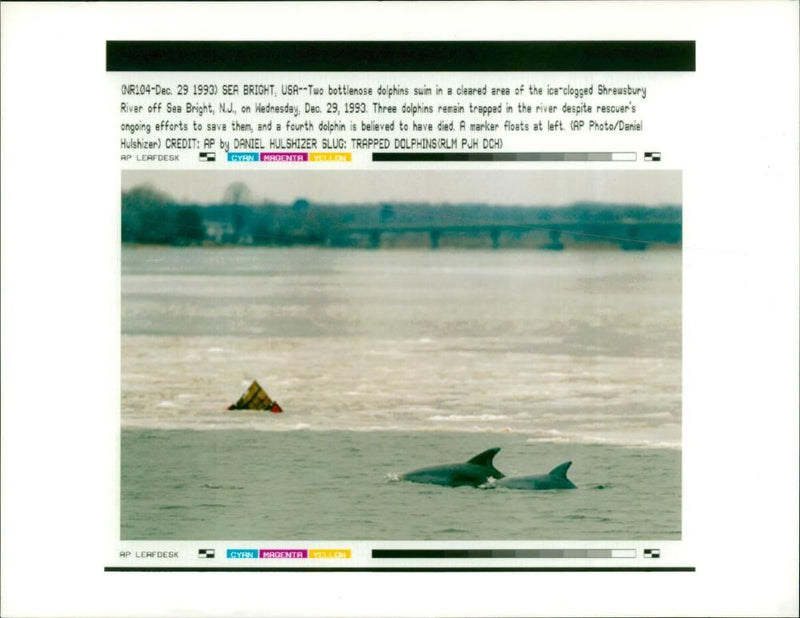 Two bottlenose dolphin swim. - Vintage Photograph