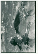 Dolphin Animal,One of the coolest jobs around in this hot weather. - Vintage Photograph