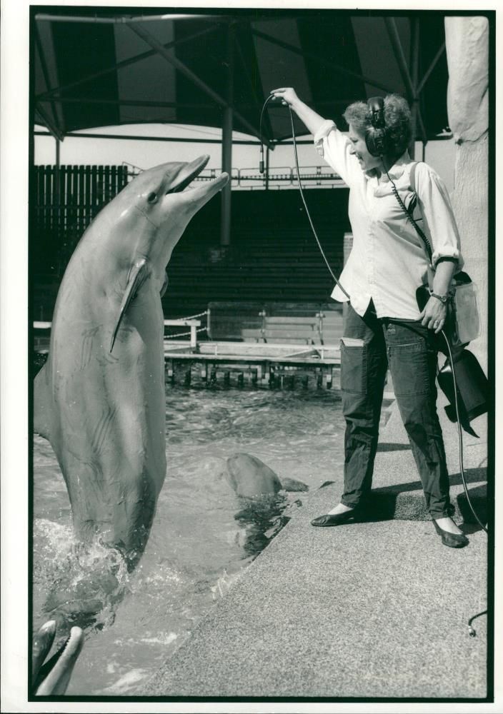 Dolphin Animal,Cambridge university scientist margaret. - Vintage Photograph