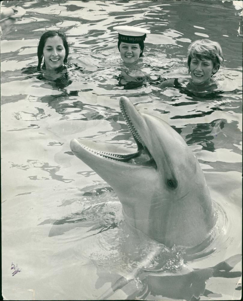 Dolphin Animal,Competition facing flipper. - Vintage Photograph