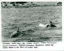 Dolphin Animal. - Vintage Photograph