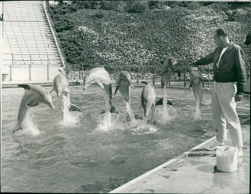 Dolphin Animal, choir practice. - Vintage Photograph