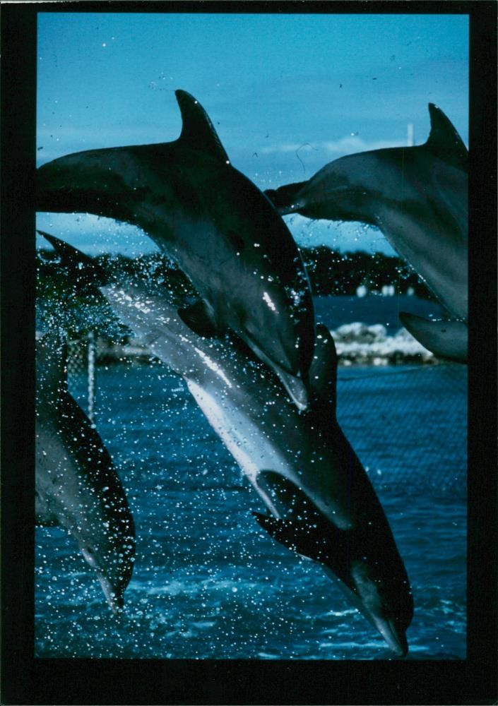 Dolphin Animal. - Vintage Photograph