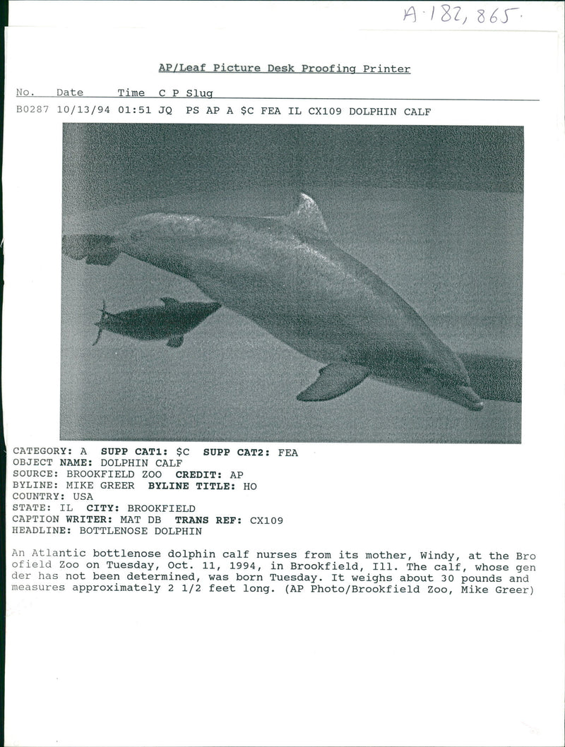 An atlantic bottlenose dolphin. - Vintage Photograph