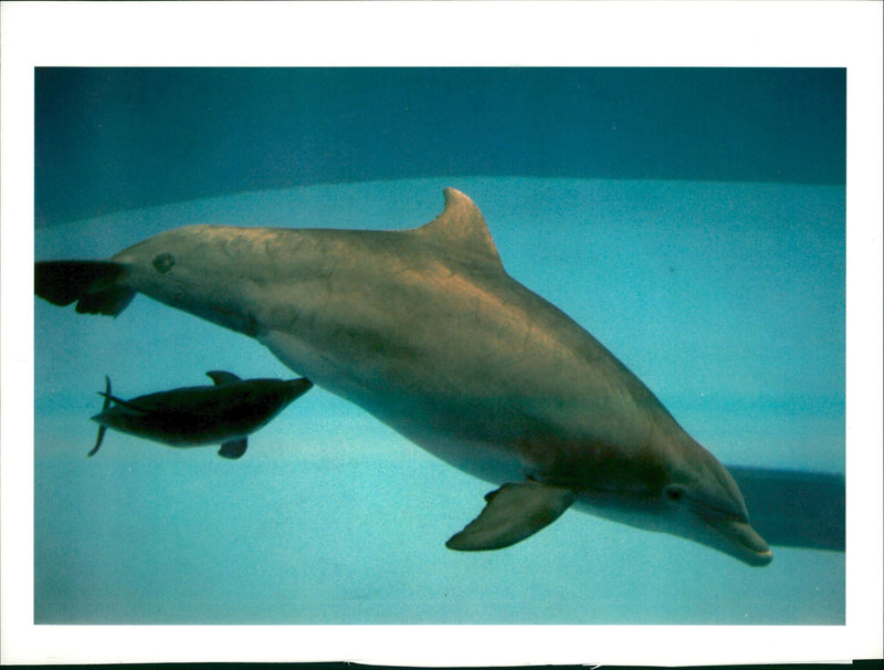 An atlantic bottlenose dolphin. - Vintage Photograph