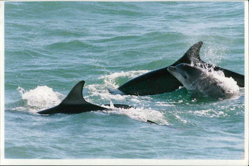 Dolphin Animal. - Vintage Photograph