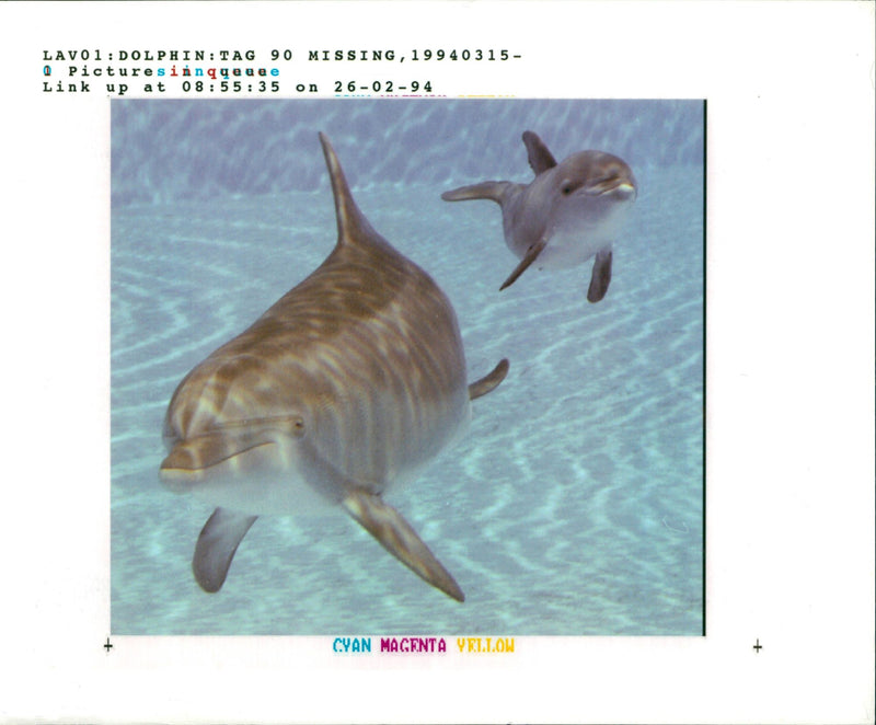 Dolphin Animal. - Vintage Photograph