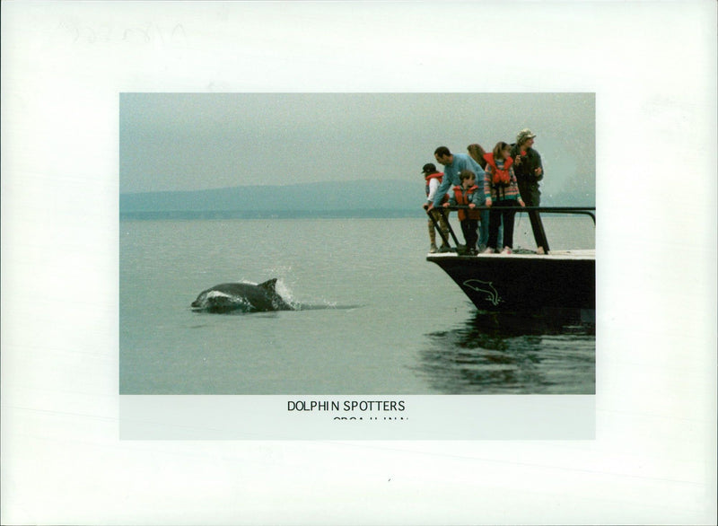 Dolphin Animal,spotters. - Vintage Photograph