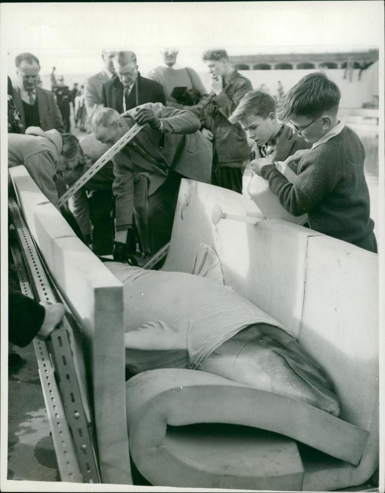 Dolphin Animal with a man. - Vintage Photograph