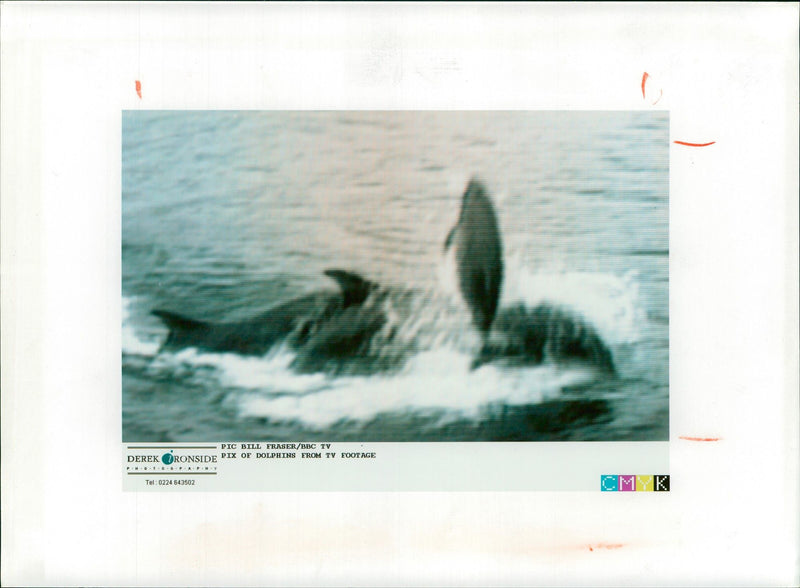 Dolphin Animal. - Vintage Photograph